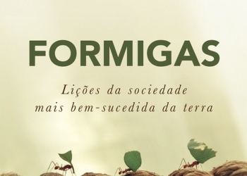 Em tempos de crise a sociedade das formigas ensina valores para o sucesso