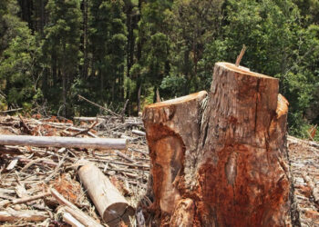 Vamos perder a Amazônia