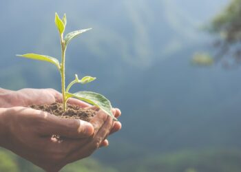 Plantando consciência: a educação ambiental como semente do futuro