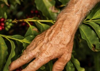 Memórias e afetos: a paisagem como extensão de si mesmo