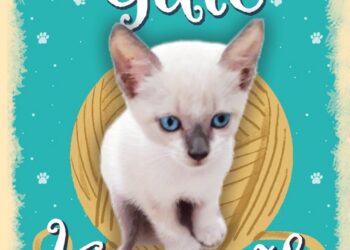 Entre miados e descobertas: a convivência que mudou duas vidas