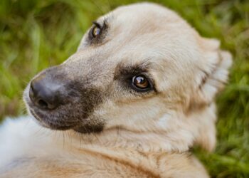 5 lições valiosas para aprender com o vira-lata caramelo