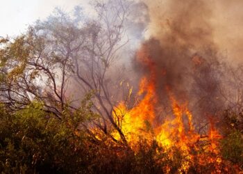Colapso climático e degradação da empatia