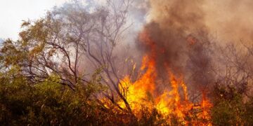Colapso climático e degradação da empatia